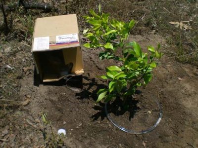 潅水用バッグインボックス