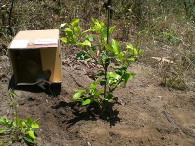 潅水用バッグインボックス２