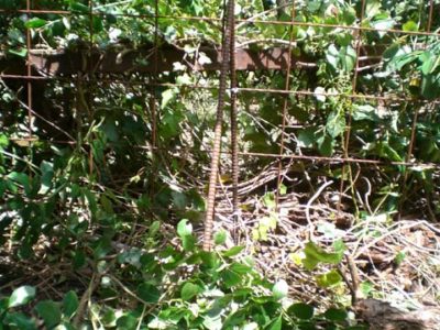 イノシシ防御柵修理