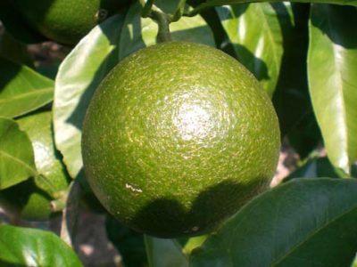 肉眼で見た黒点病