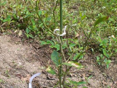 枯れたレモンに新芽が
