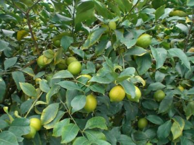 2020.11.07レモンの着色