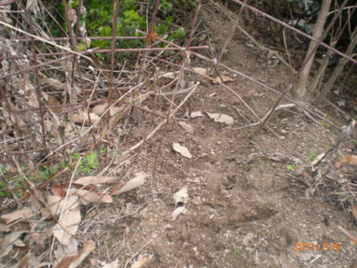 イノシシの被害2021.03