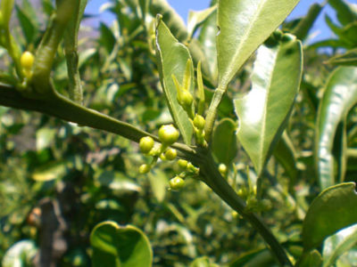 ミカンのつぼみと若葉