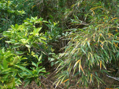 笹の伐採前