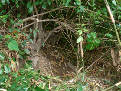 伐採後に表れたイノシシの穴