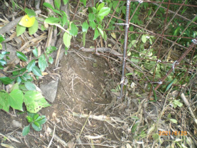 補修後の柵の被害