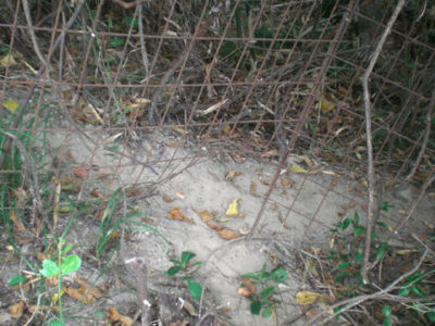 2021.10イノシシ防御柵被害