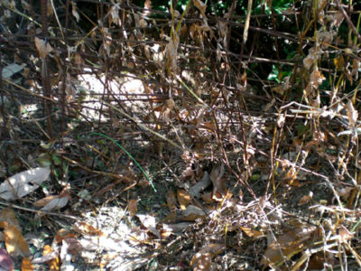 2021.12被害（東側）