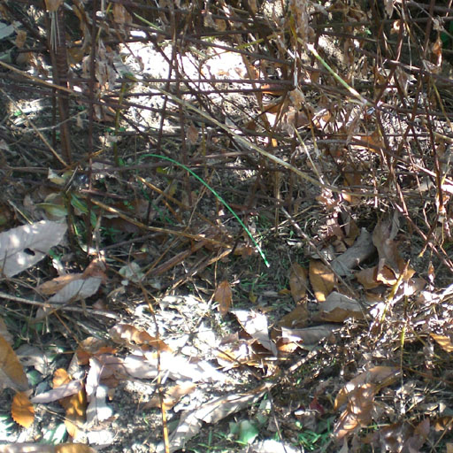 12.25イノシシ被害