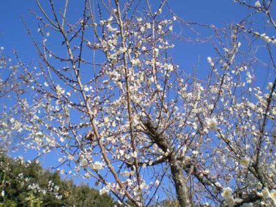 満開の梅の花