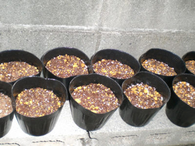 カラタチの播種