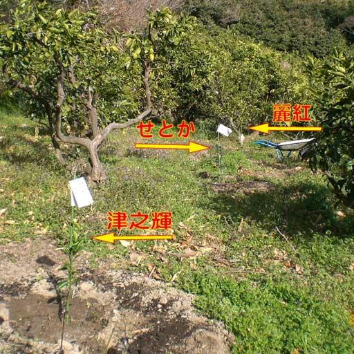 湯之輝、せとか、麗紅