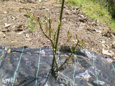 落葉後のレモン