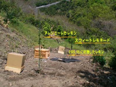 定植した2種類のレモン