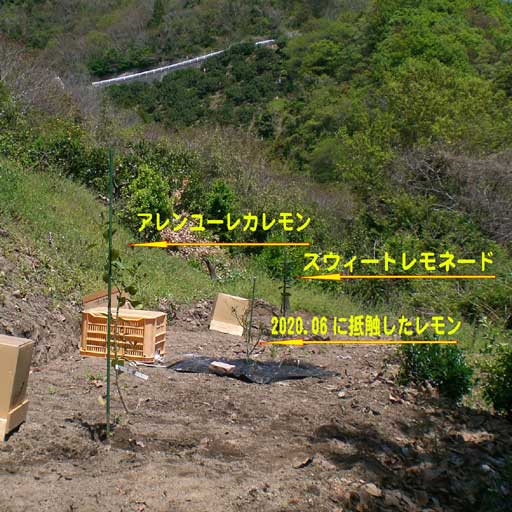 レモンの定植