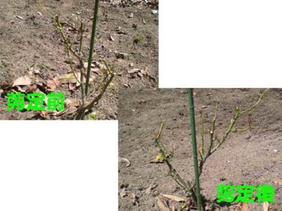 レモンの葉の剪定前後