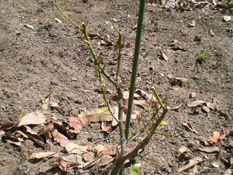 挿し木レモンの4月の状態