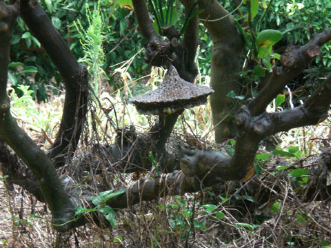 アシナガバチの巣