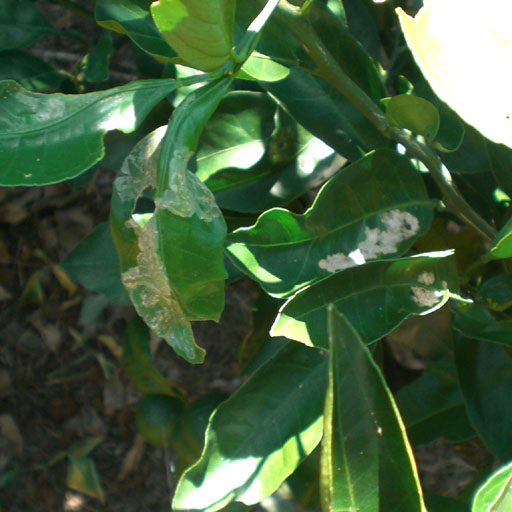 ミカンハモグリガ