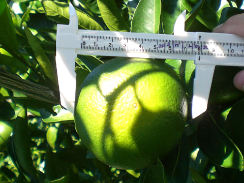 10/1ミカンのサイズ