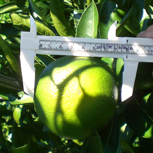 ミカンのサイズ