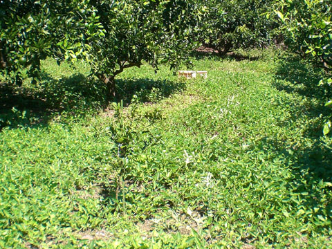 10/1の雑草の状態