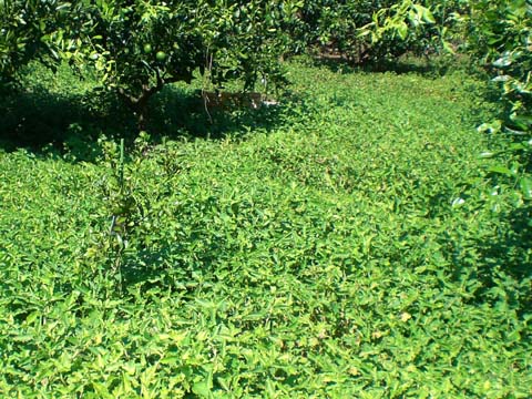 10/15雑草の状態