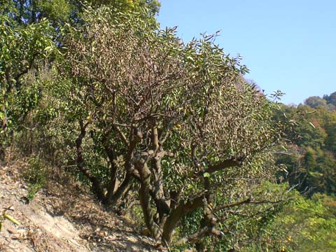 枯れてきた八朔