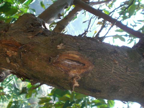 カミキリムシの穴?