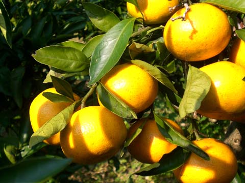 2022ミカンの着色