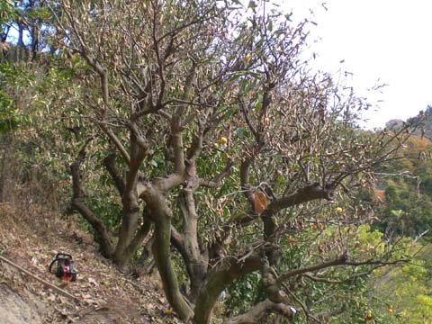 剪定前の八朔の樹