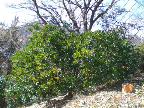 八朔の剪定前