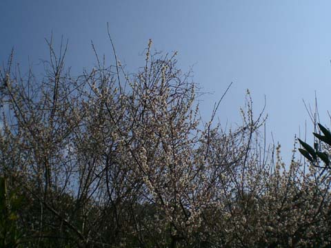 梅の開花