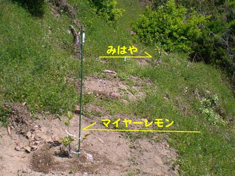 マイヤーとみはや