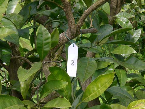 ミカンの樹にナンバリング