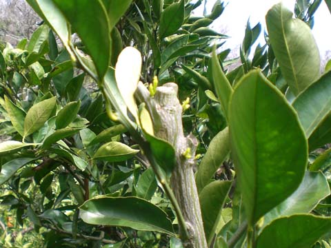 ミカンの芽吹き