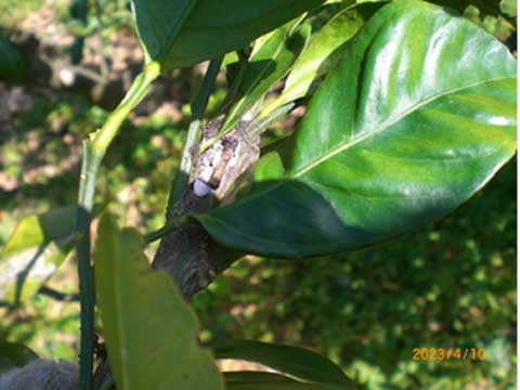 イセリアカイガラムシ