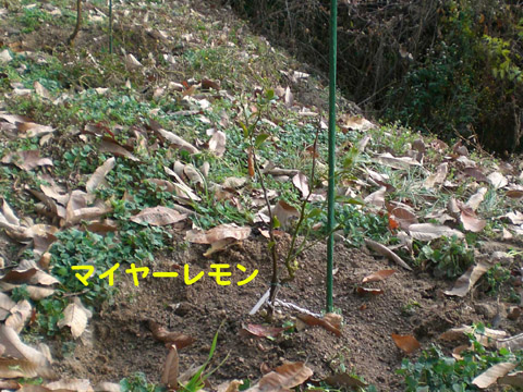 マイヤーレモン2024.01.06