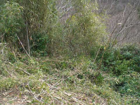 笹の伐採後