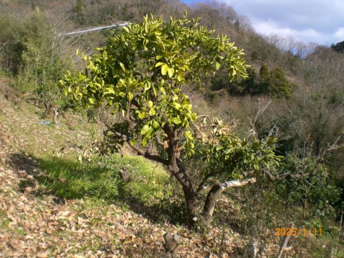 25.01.11時点の刃の黄変状態