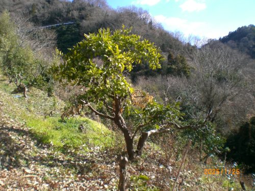 25.01.25時点の葉の状態