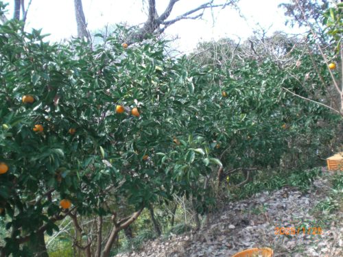 紅八朔：剪定前