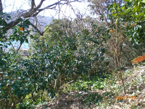 紅八朔：剪定後