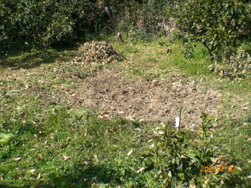 奥の苗床の整地