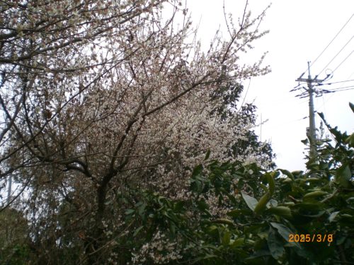 散り始めた梅の花