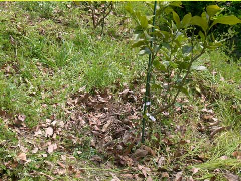施肥部分の除草